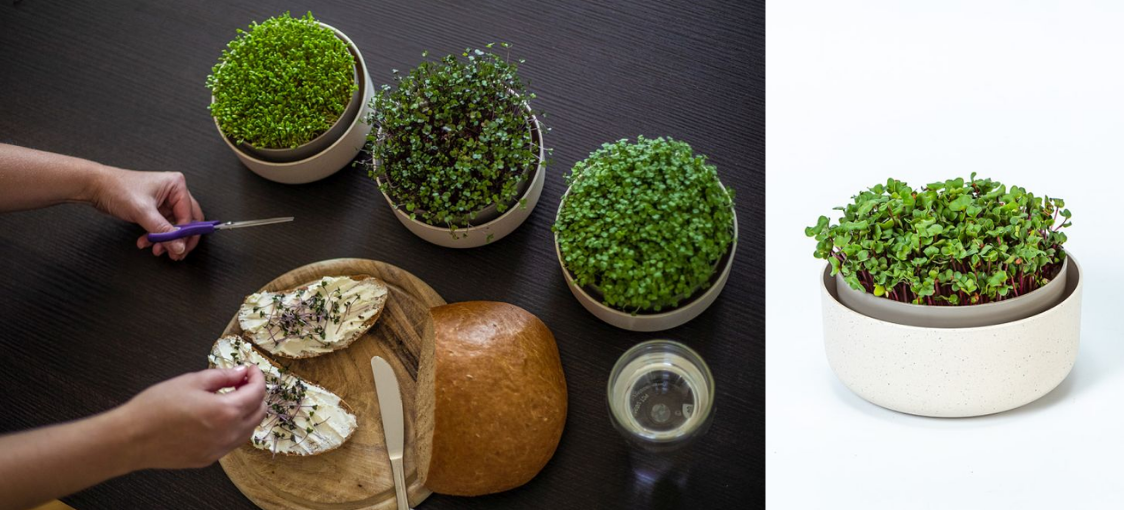 Microgreens v kuchyni